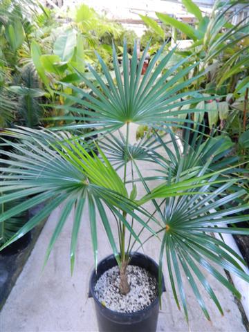 57bc8a87df2fe_Coccothrinaxbarbadensisjun