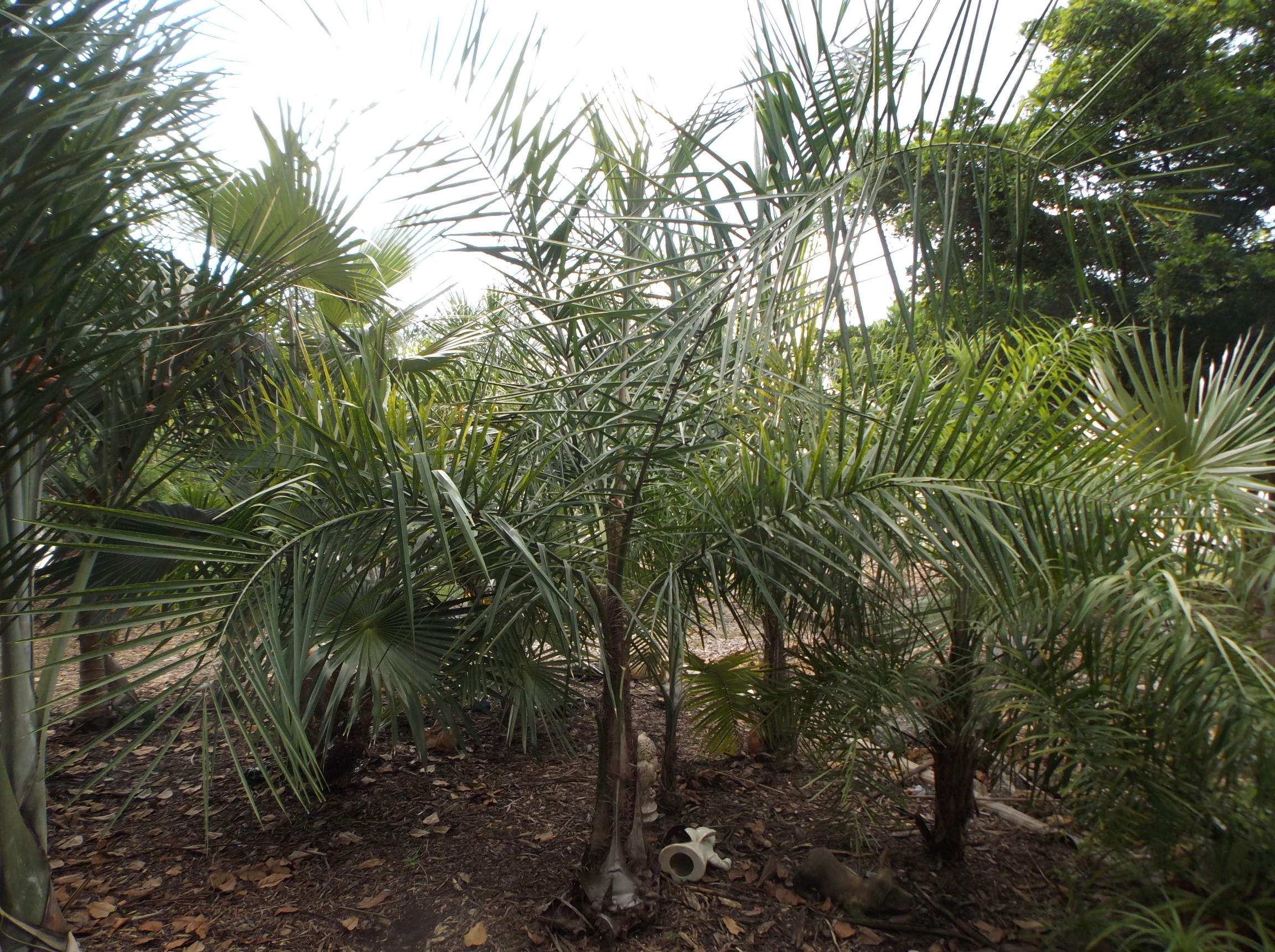 Syagrus kellyana & flexuosa