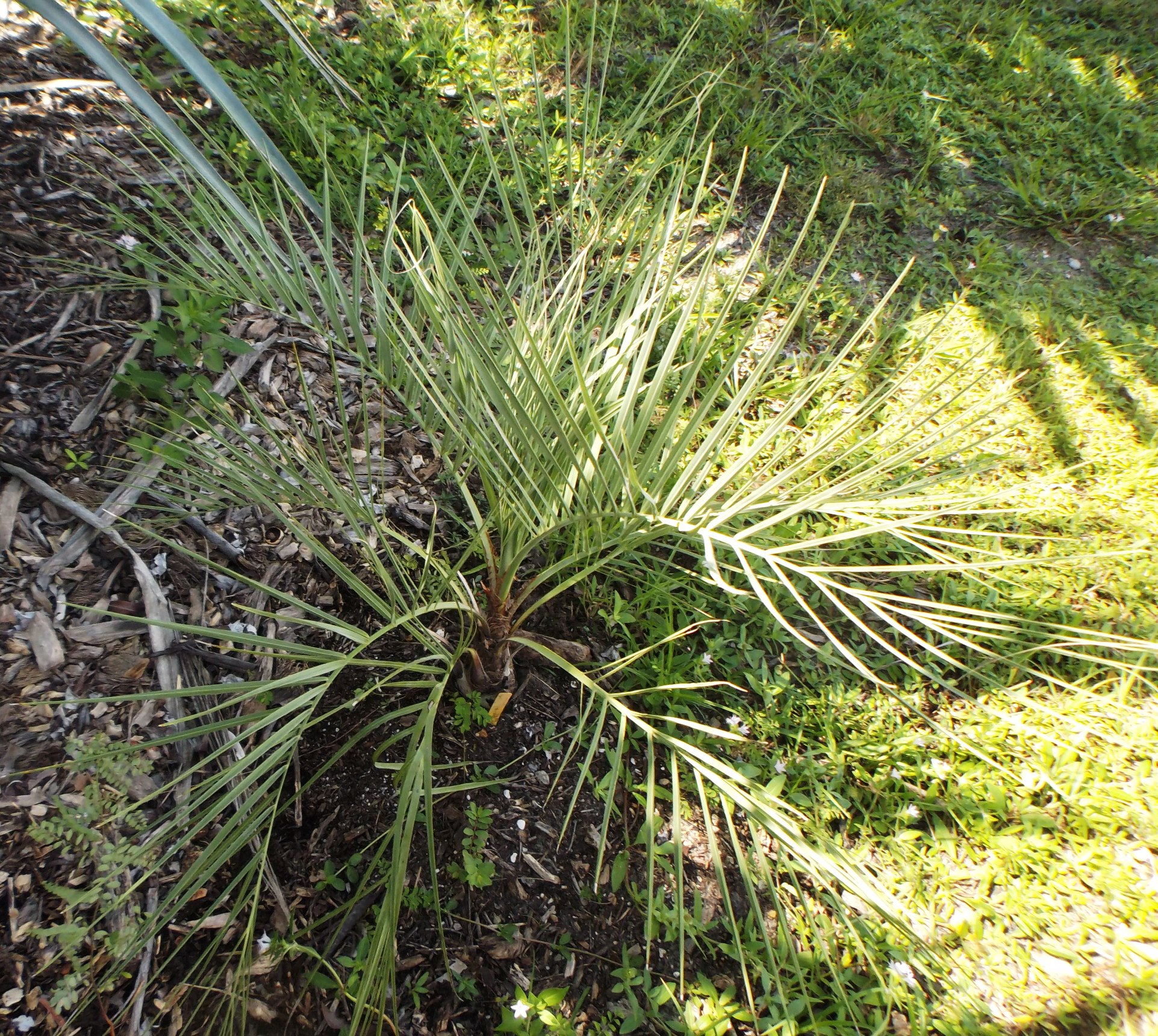 Butia purpurascens & odorata