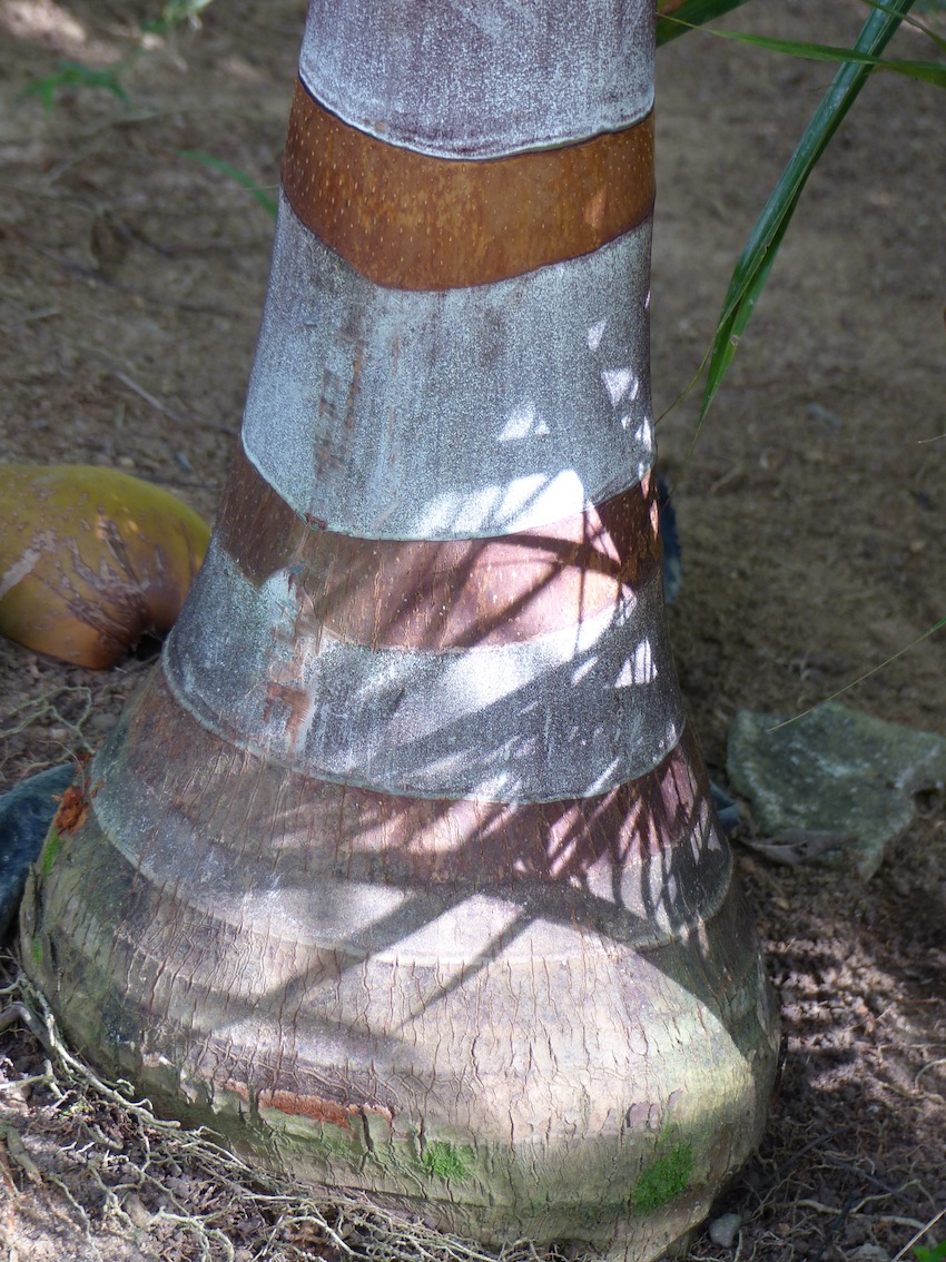 Dypsis trunking