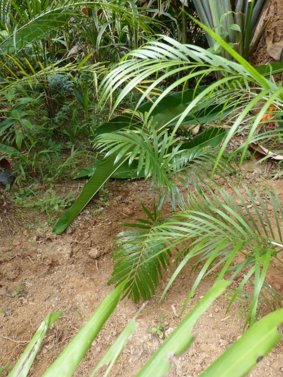 57c707400643b_P1000193copie.thumb.JPG.37