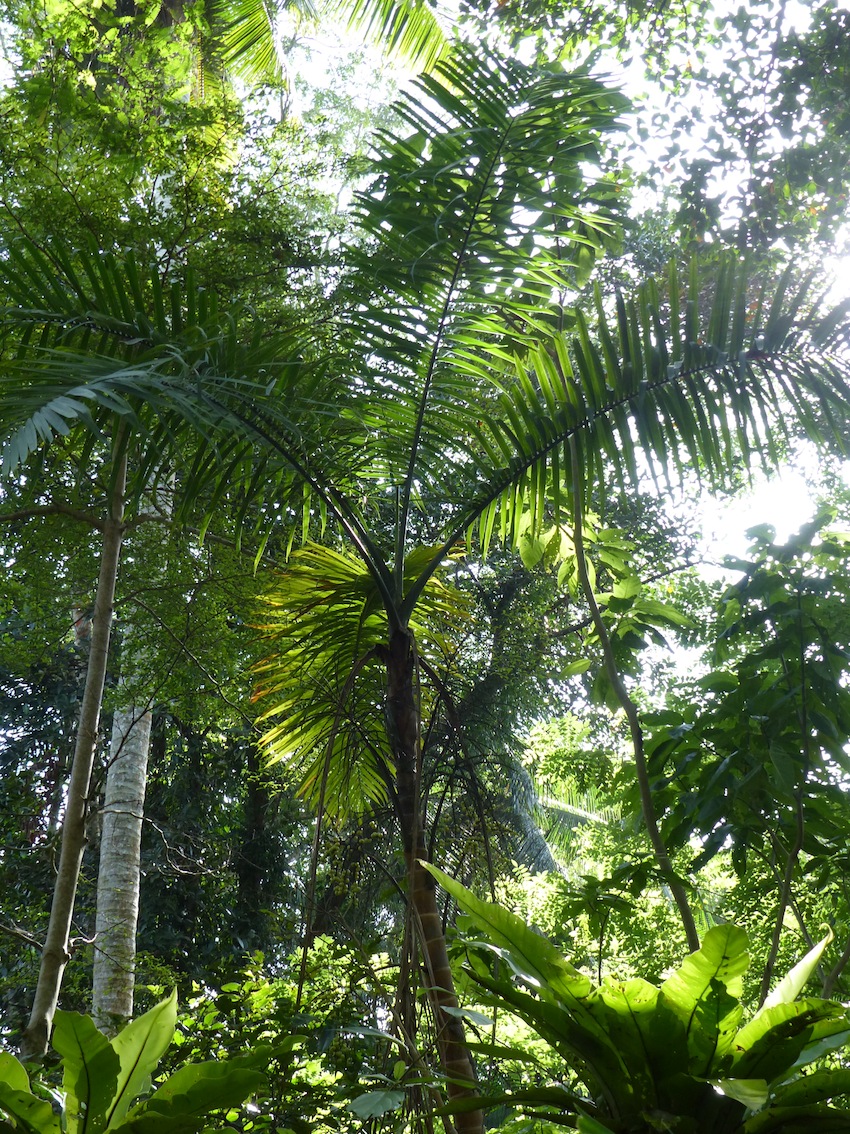 Mystery palm in Thabit's garden 2