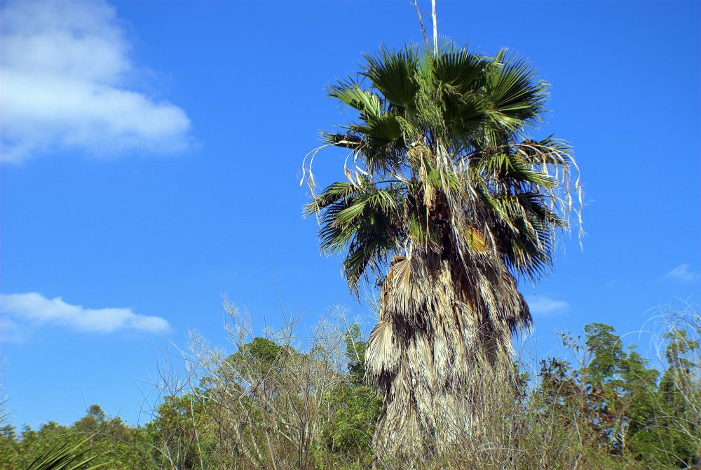 DSC_0137.jpg