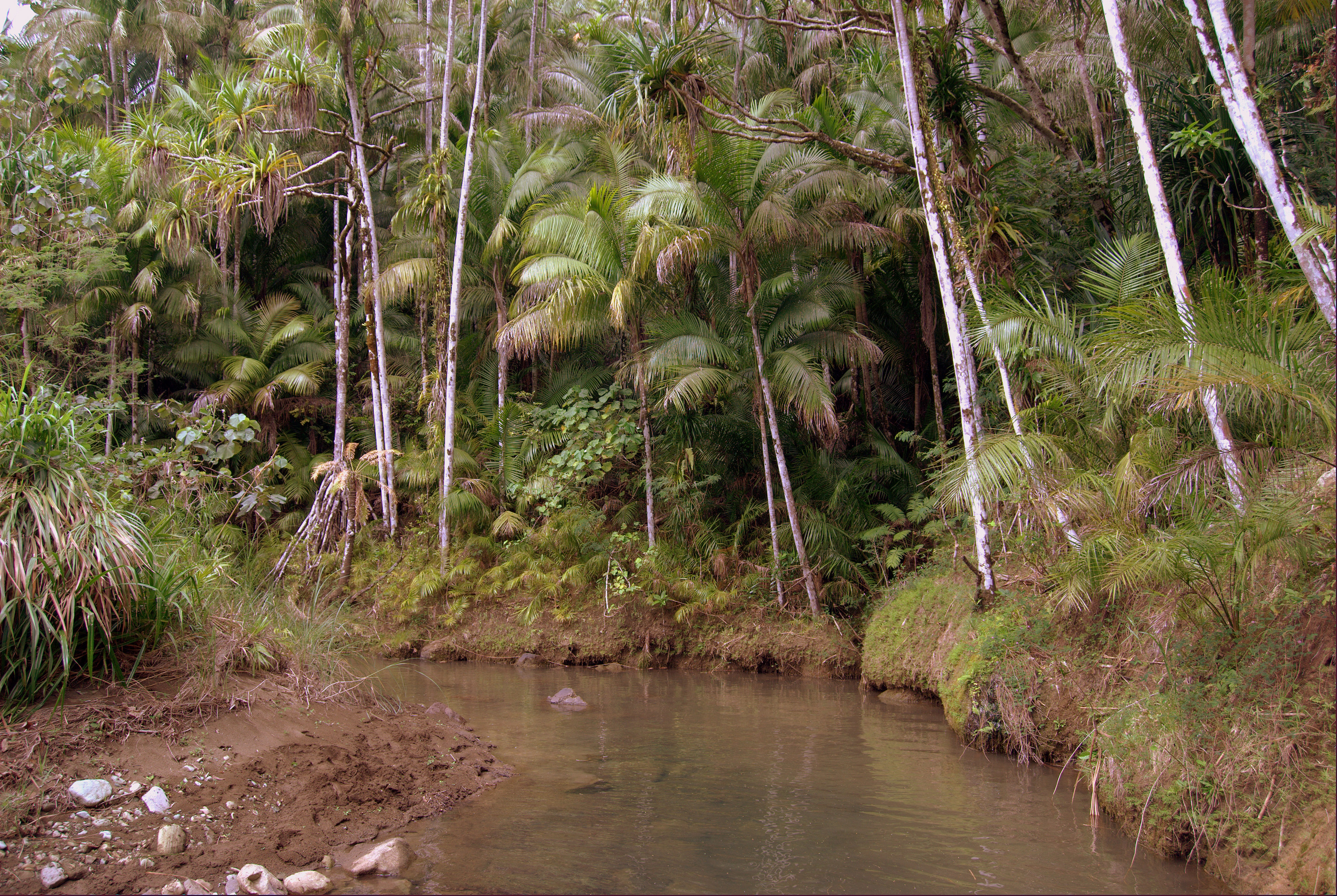 Guam Natives?
