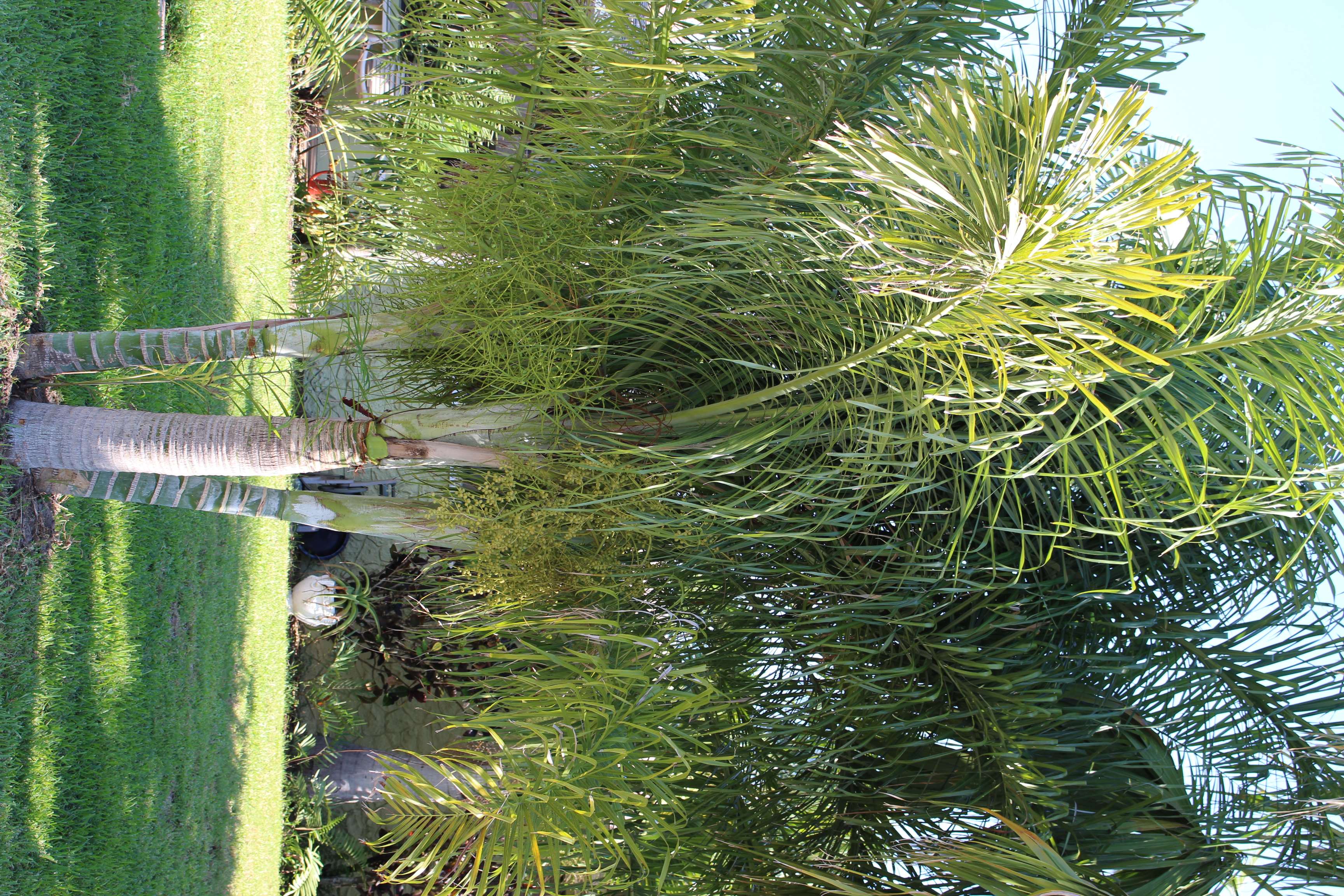 Dypsis madagascariensis 'mahajanga'