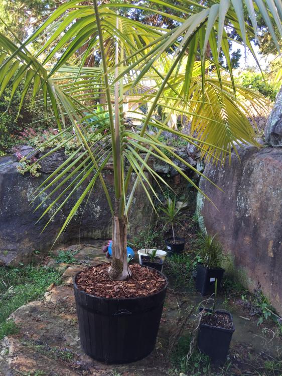 IMG_7379.thumb.JPG.ade6354a079b0c76f3439