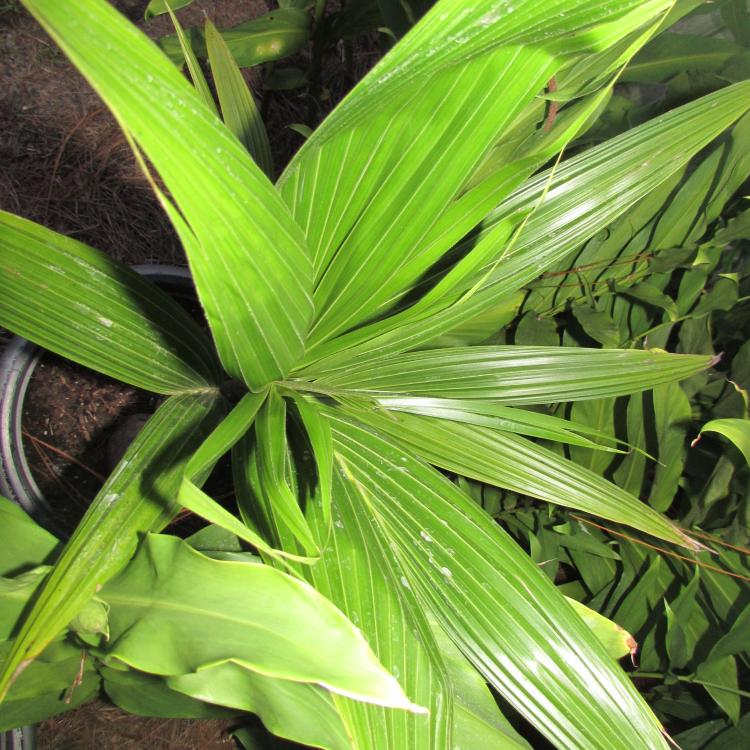 IMG_8734.thumb.JPG.47bb5726a7b51ae6ddabe