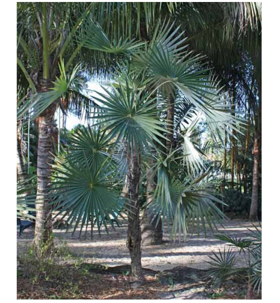 Palmnut2.jpg.6bed6638c234c9e6bb71f8e59b2