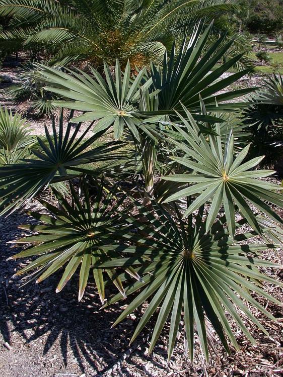 Palmpedia.thumb.jpg.2dc36c72e7efdbe56524