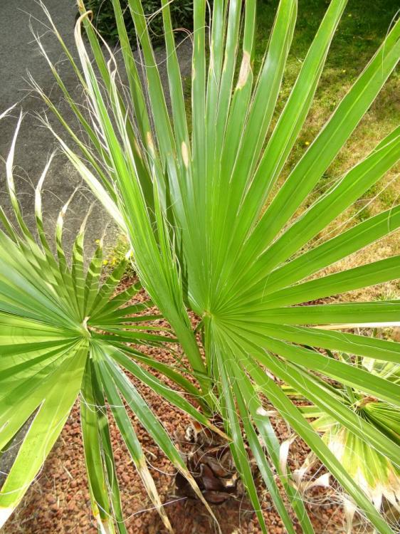 Washingtonia002.jpg