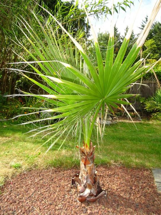 Washingtonia003.jpg