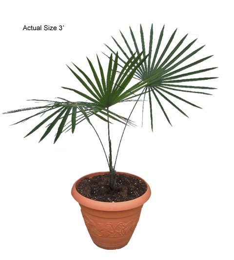 coccothrinax-barbadensis-realpalmtrees.c