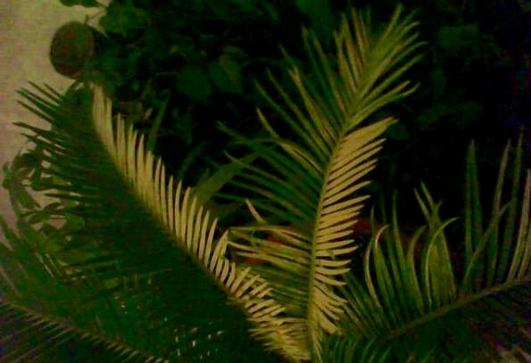 image.jpeg.ebd9bf04a965b1ab82c866eccd4d6