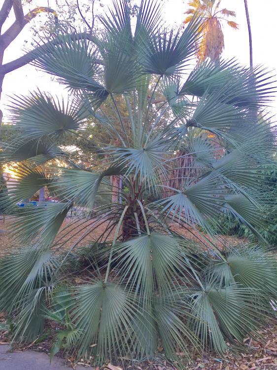 image.thumb.jpeg.41ee17b848f43495d1b45e3