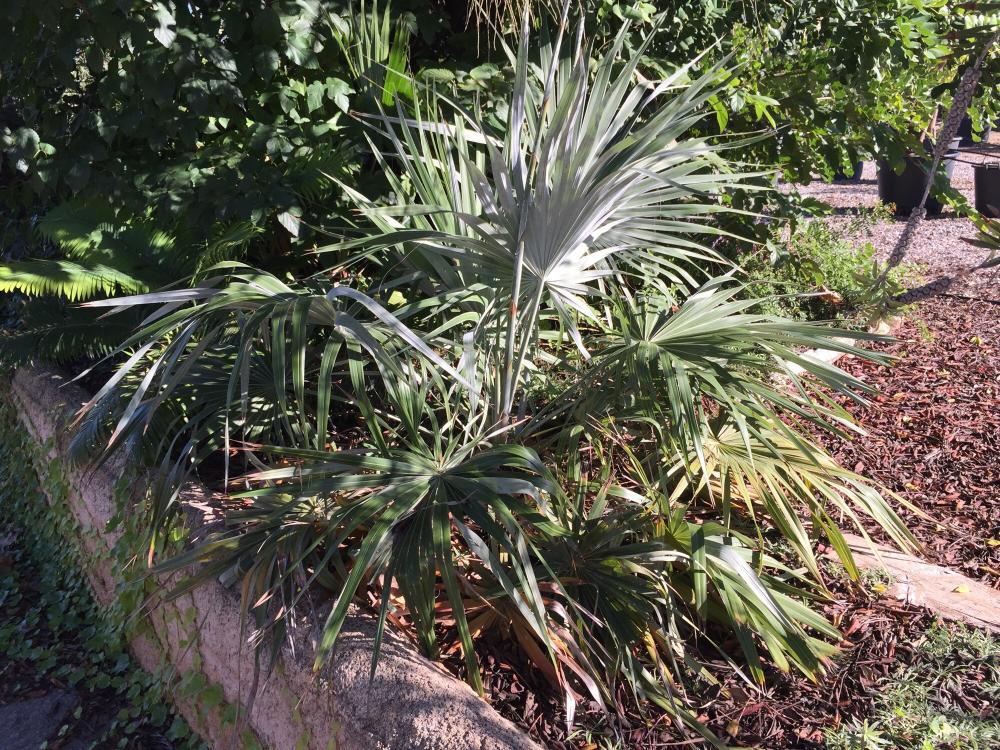 image.thumb.jpeg.50b5c7442a7363230ba1736