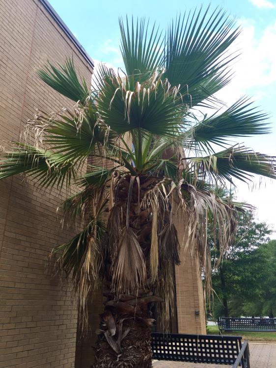 image.thumb.jpeg.732e37ae3c3151dc7707223