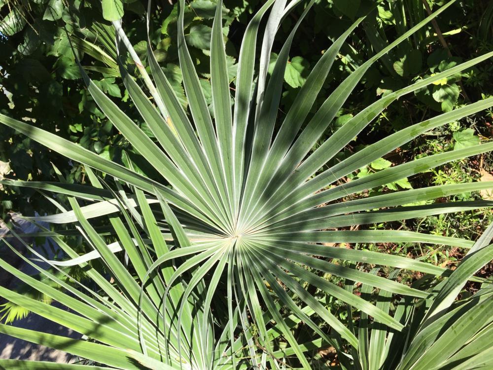 image.thumb.jpeg.df0c7e2978df379c9cc3d88