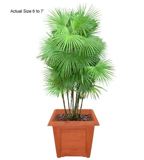 jade_palm_tree.jpg.9b98749d03591eb317e04