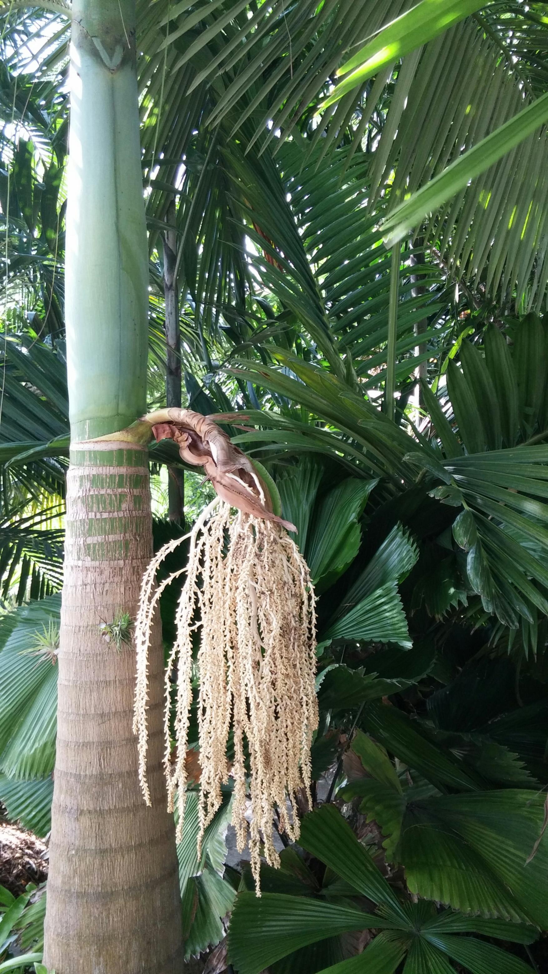 Archontophoenix Maxima DISCUSSING PALM TREES WORLDWIDE PalmTalk