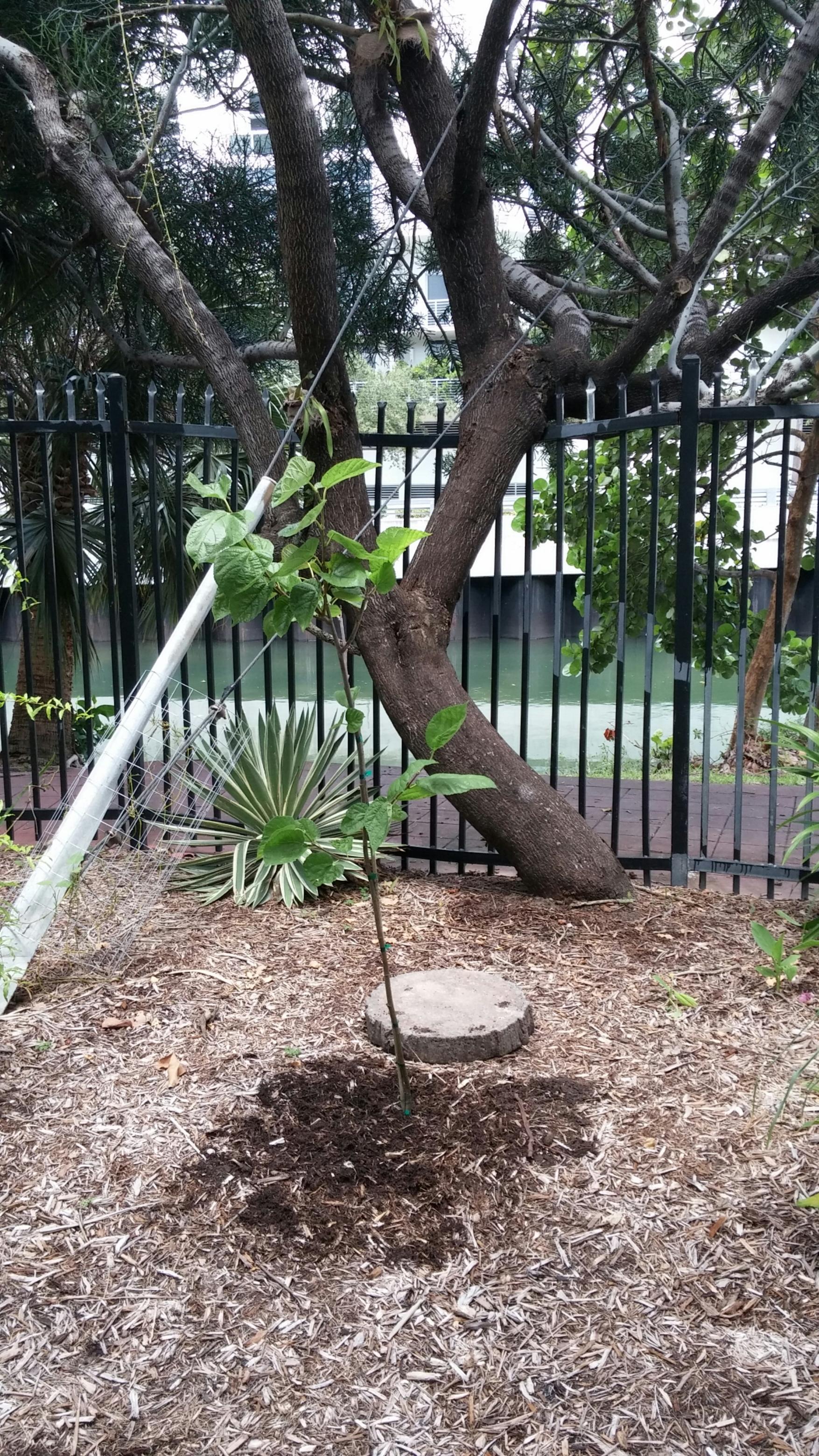 Black Mulberry accession.