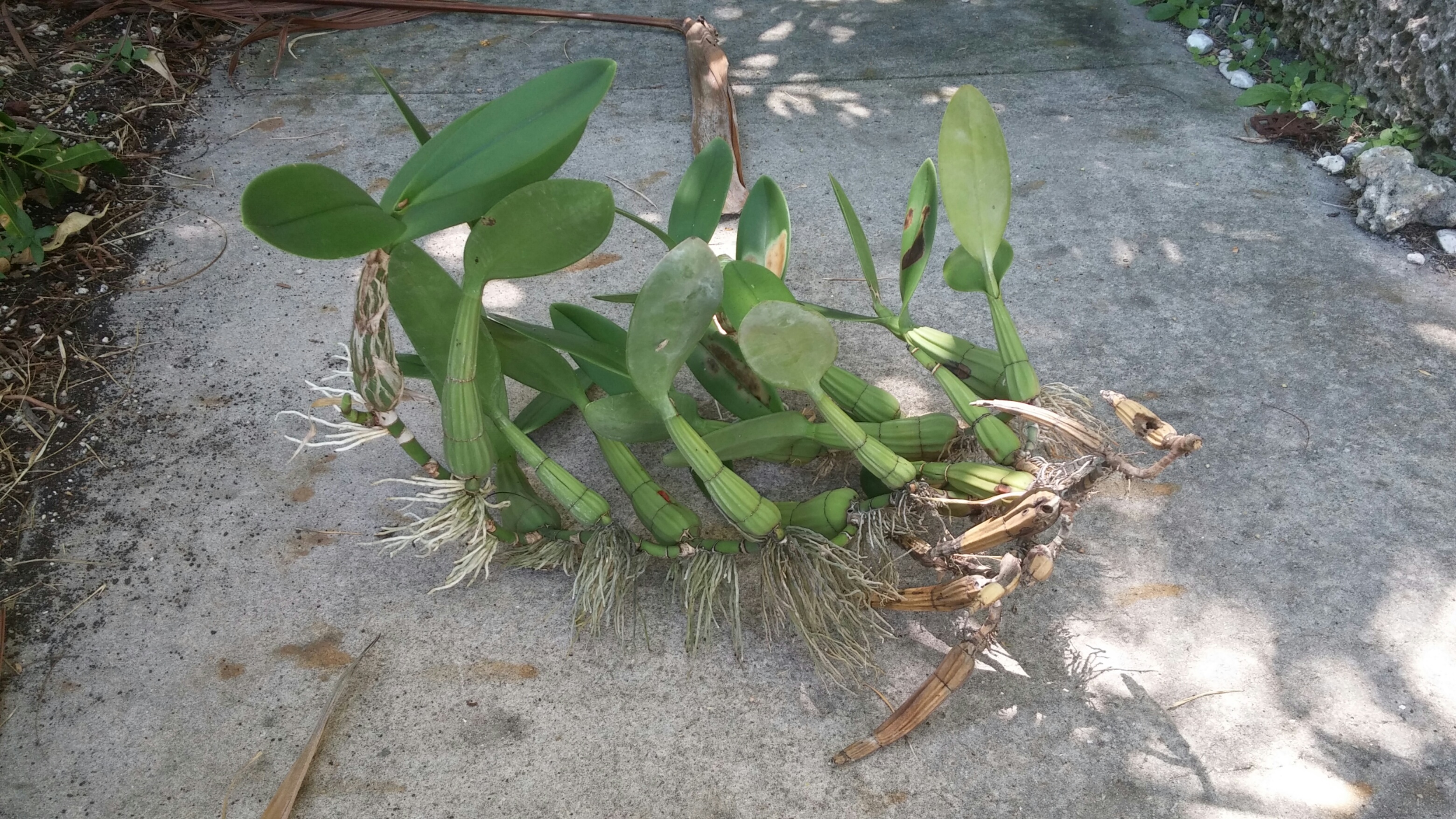 Which Myrmecophila?