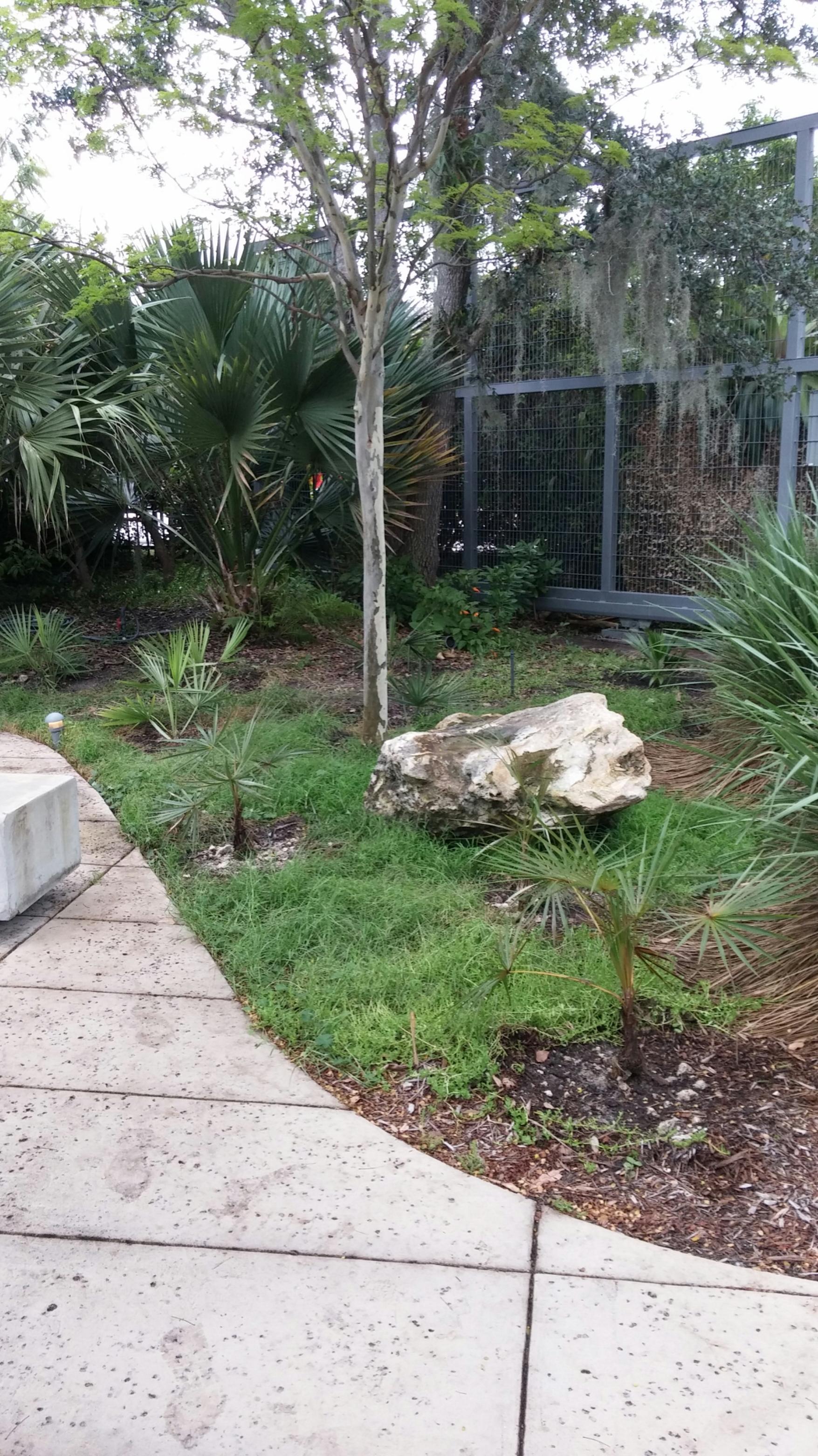 Native palm accessions plus a Copernicia