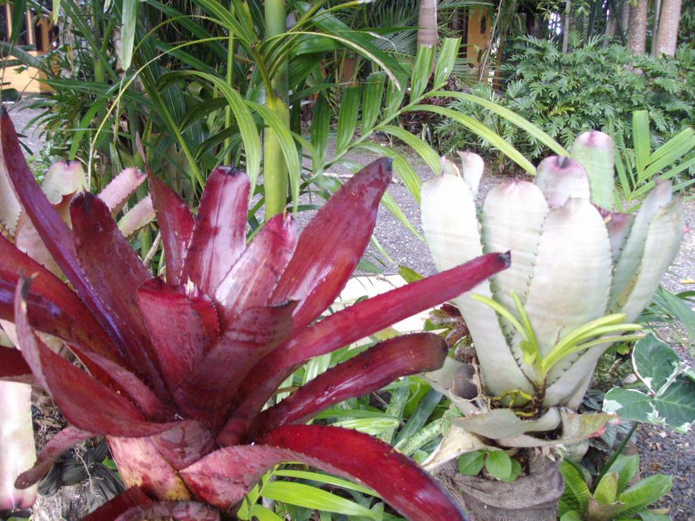 002.thumb.JPG.de694f7e2b40892351b698db7b