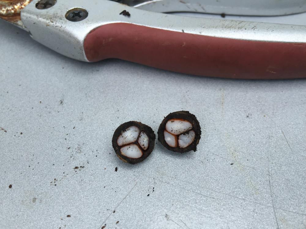 031.thumb.JPG.92ffdda56db34c5eb2ca672f73