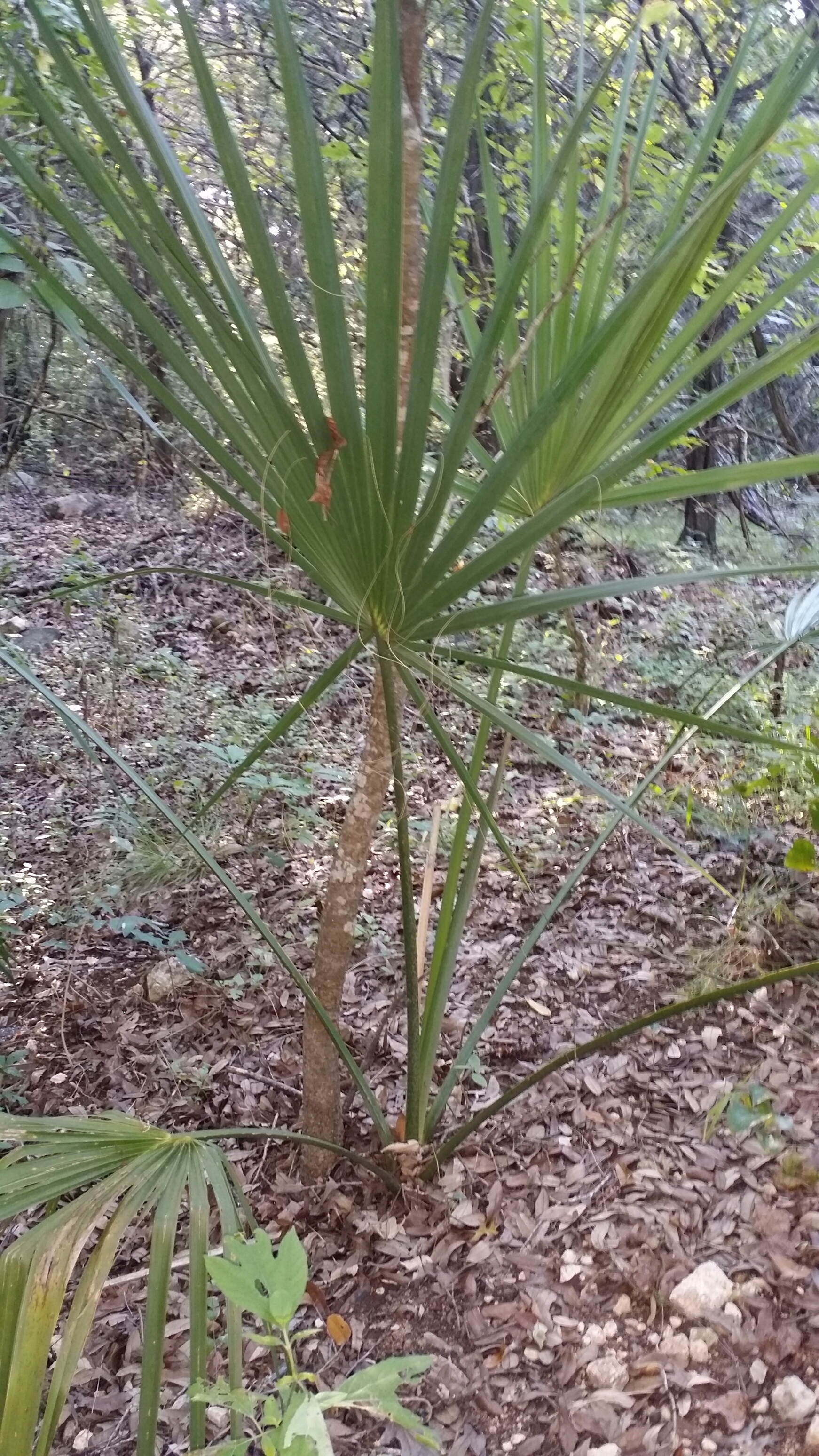 "Wild" Sabal ID Please