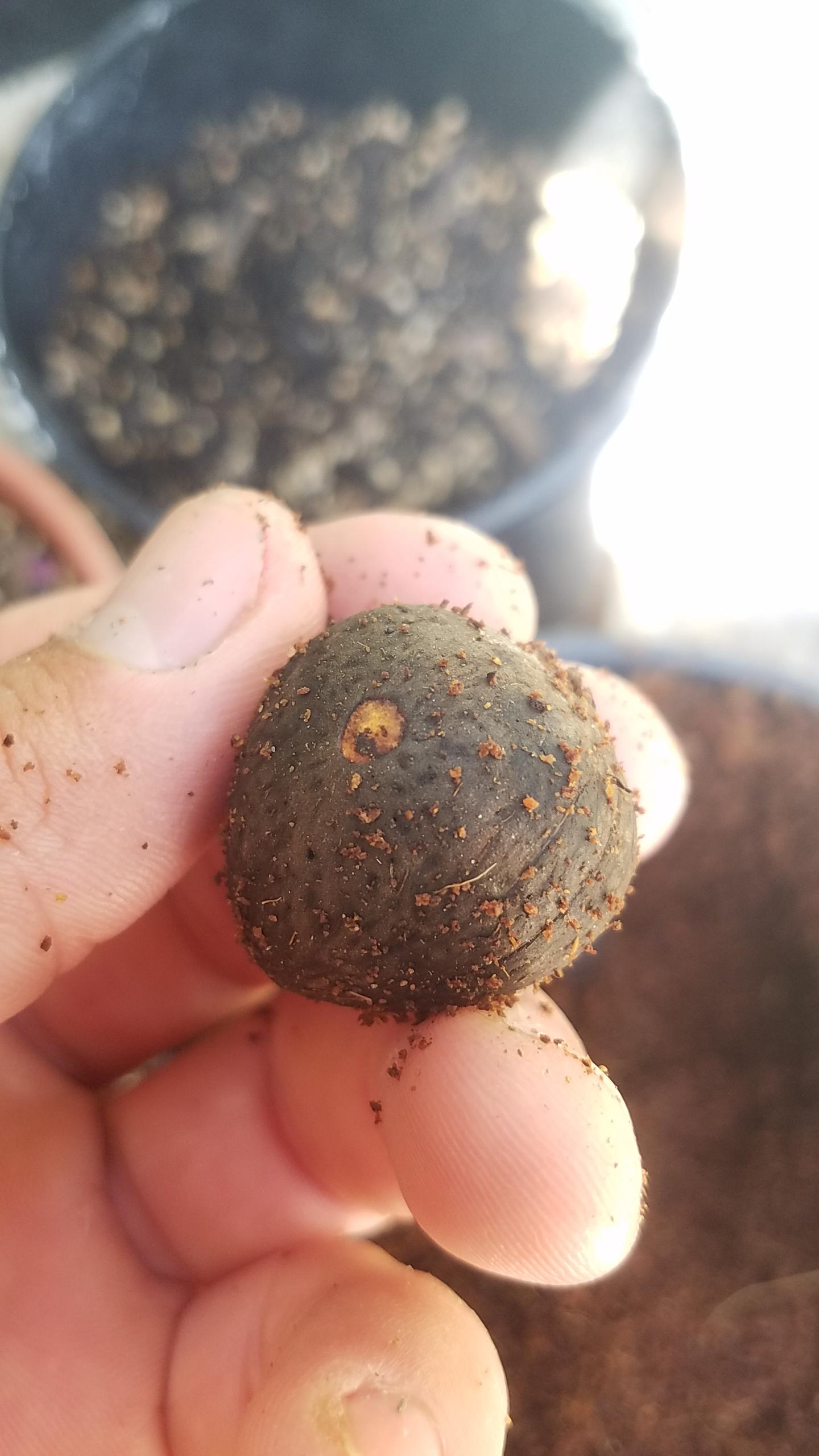 Jubaeopsis germination