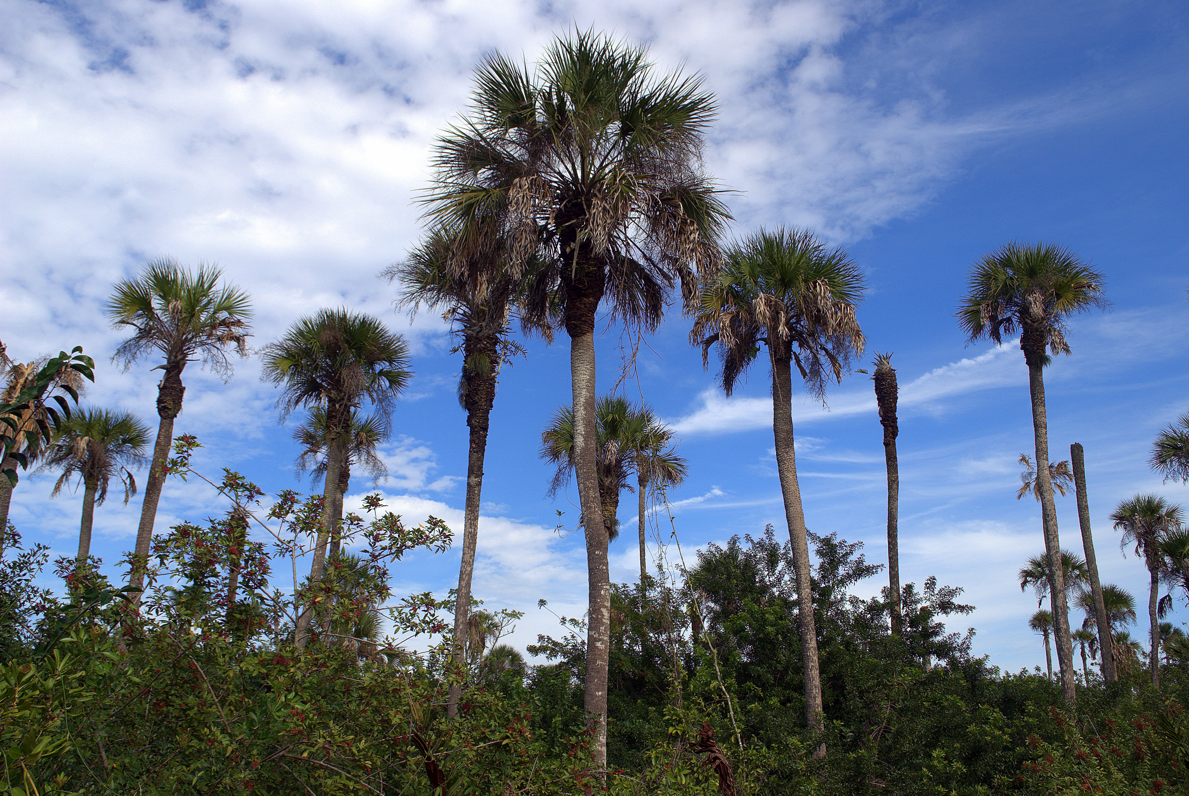 washingtonia vs palmetto DISCUSSING PALM TREES WORLDWIDE PalmTalk