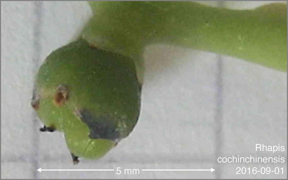 57c816b011e7b_RhapiscochinchinensisFruit