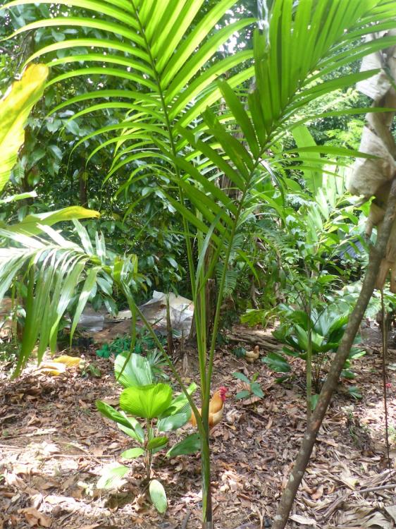 57caaa435d49a_P1010145copie.thumb.JPG.b0