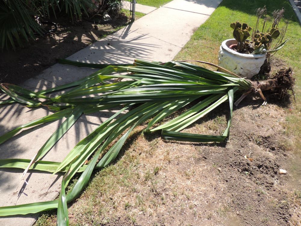 Pandanus f… dug up and gotten rid of.jpg