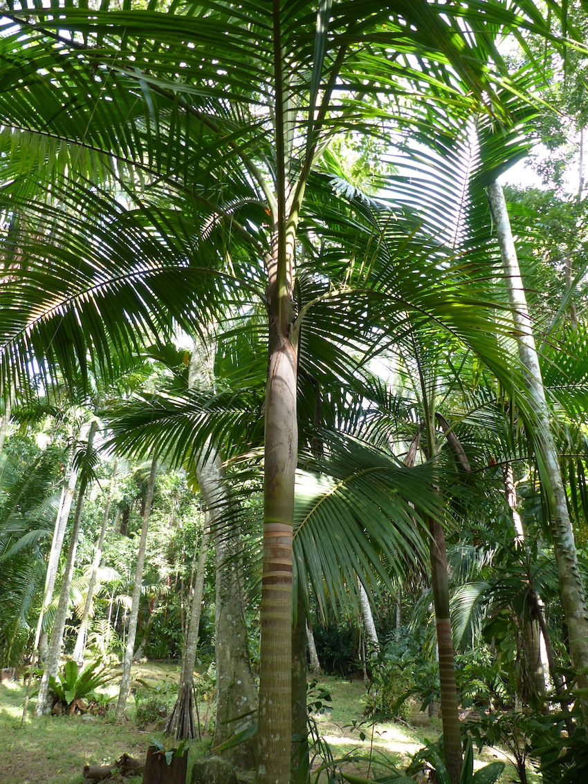 Deckenia nobilis in Thabit's garden