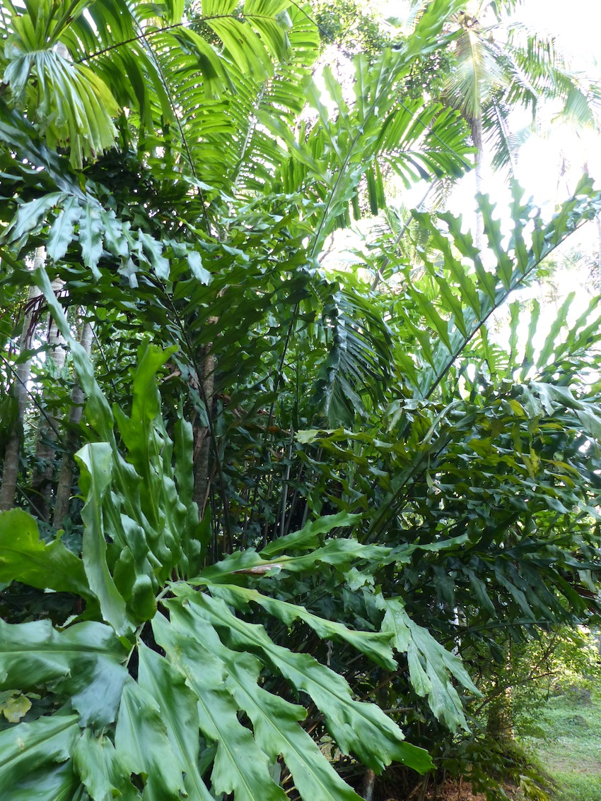 Arenga undulatifolia in Thabit's garden