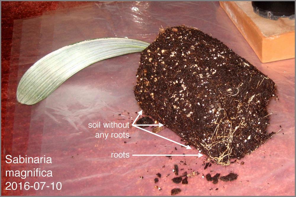 57ce8d8f1aaa5_02SabinariaIMG_8808.thumb.