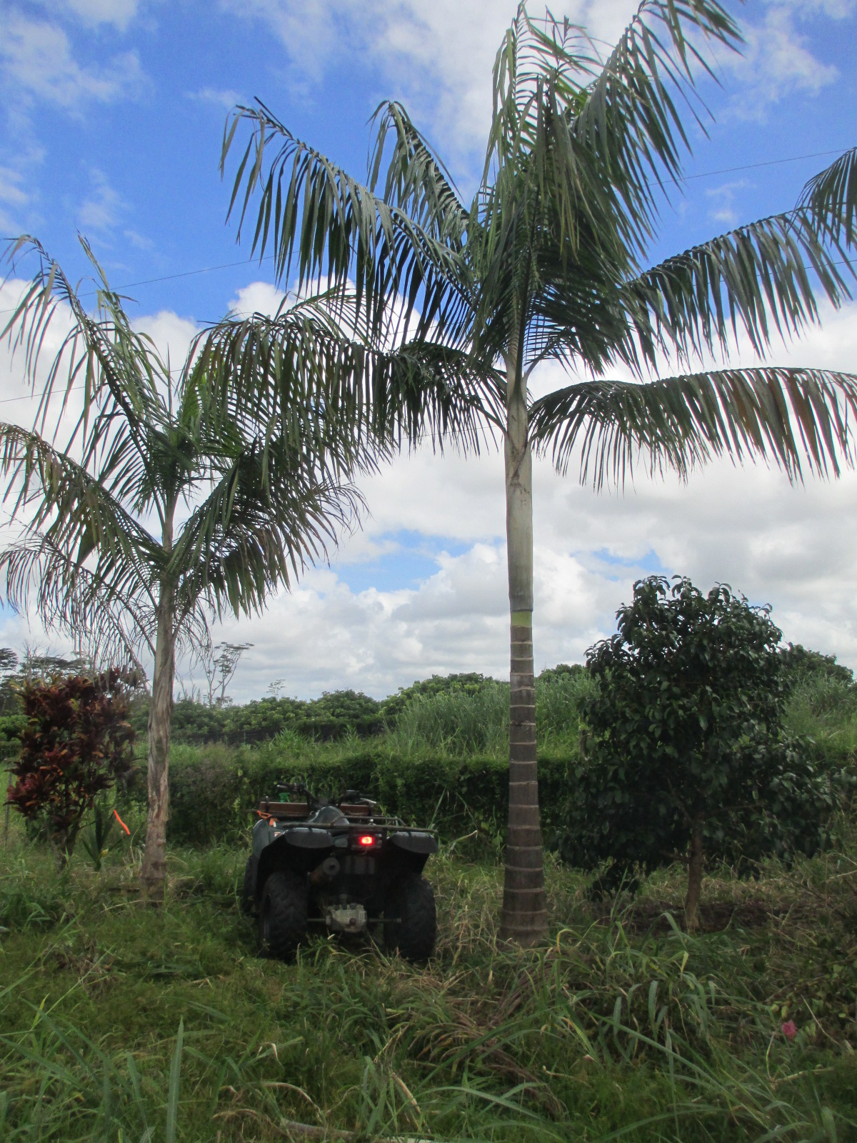 Growing Hydriastele (Glubia) costata?! DISCUSSING PALM TREES