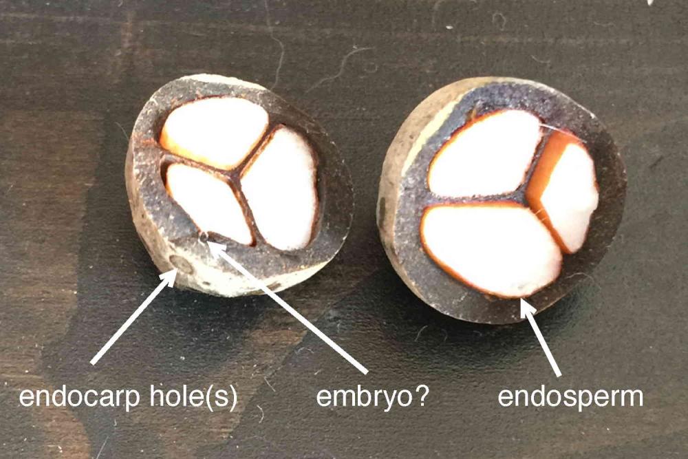57d2a02f4b666_ButyagrusSeed.thumb.JPG.1c