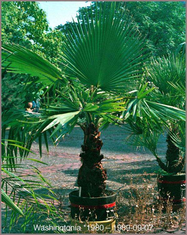 57d4186142694_Washingtonia1989-09-07.thu