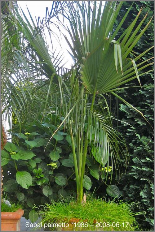57d418674a6cd_Sabalpalmetto2008-06-17.th