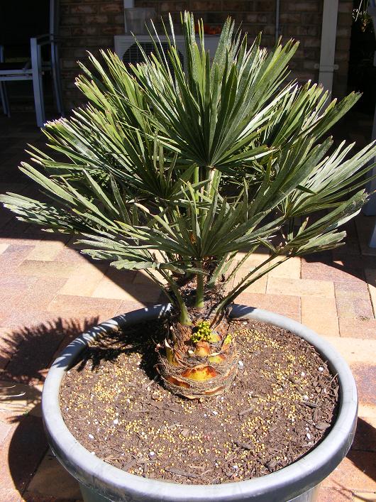 Stumpy Chamaerops