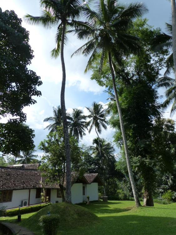 57d84dfc29603_P1000560copie.thumb.JPG.c2