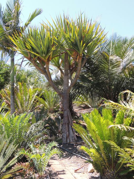 Pandanus utilis tall chem.jpg