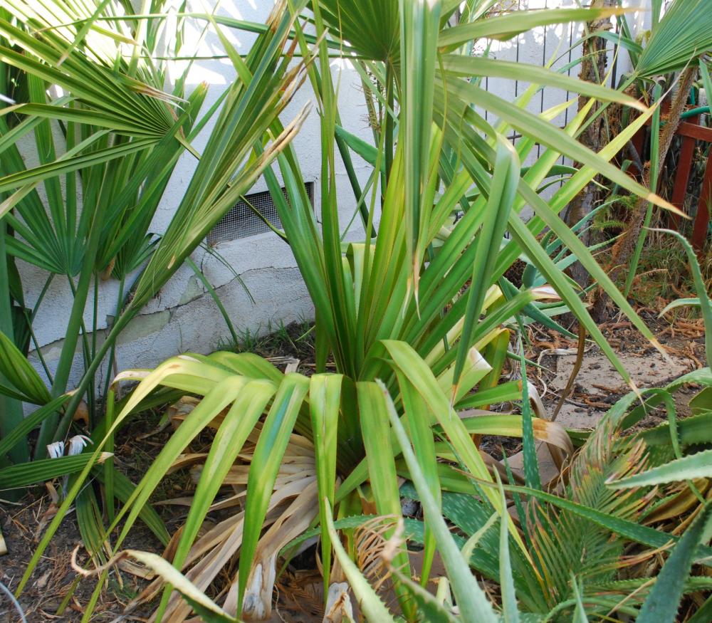 Pandanus utilis update 10-12.jpg