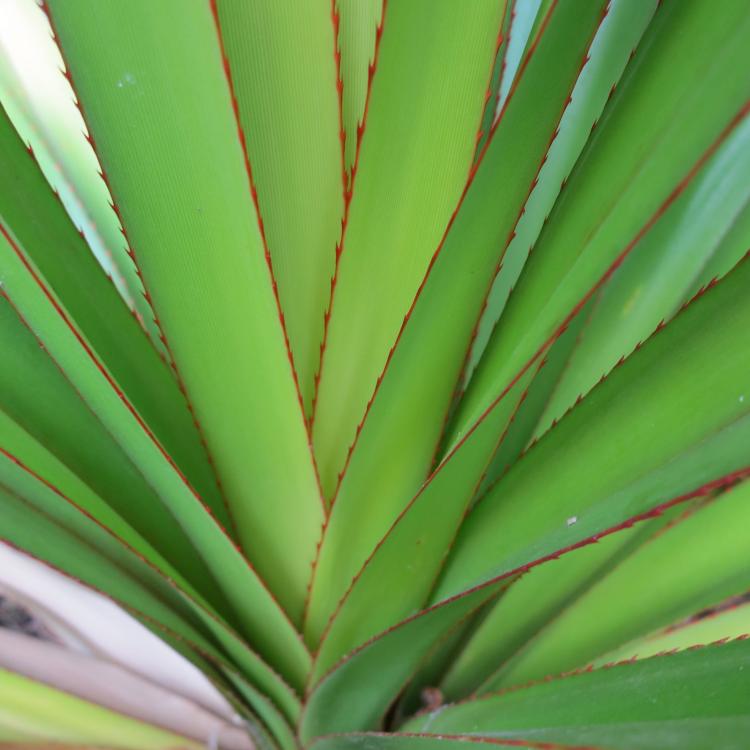 Pandanus utilis again.jpg