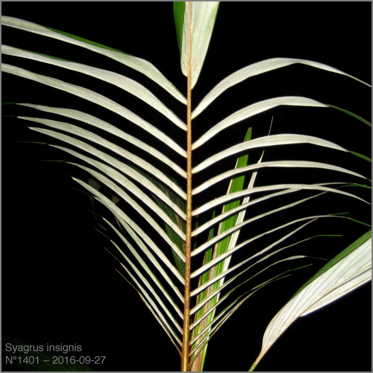 57eae82ebe6a9_N14012016-09-27IMG_9040.th