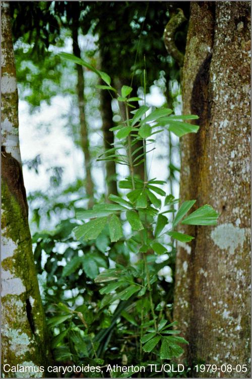 79N08-0718.thumb.jpg.c335f48db02c1a2934d