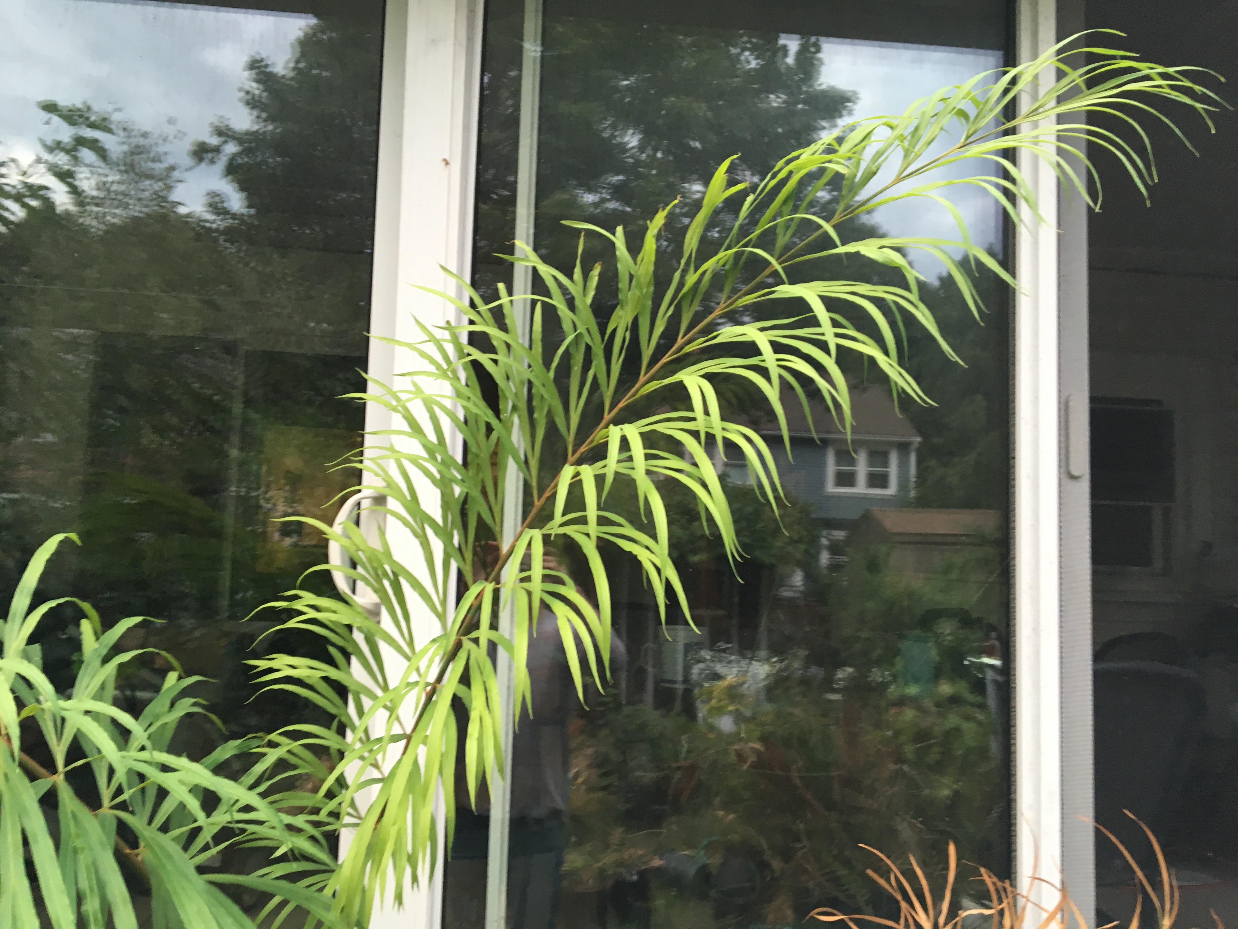 6 inch Cycas debaoensis for sale
