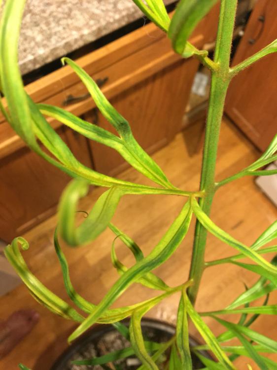 IMG_0293.thumb.JPG.ff5b81e92f00672306d78